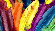 Colored feathers 1366x768 hd wallpapers
