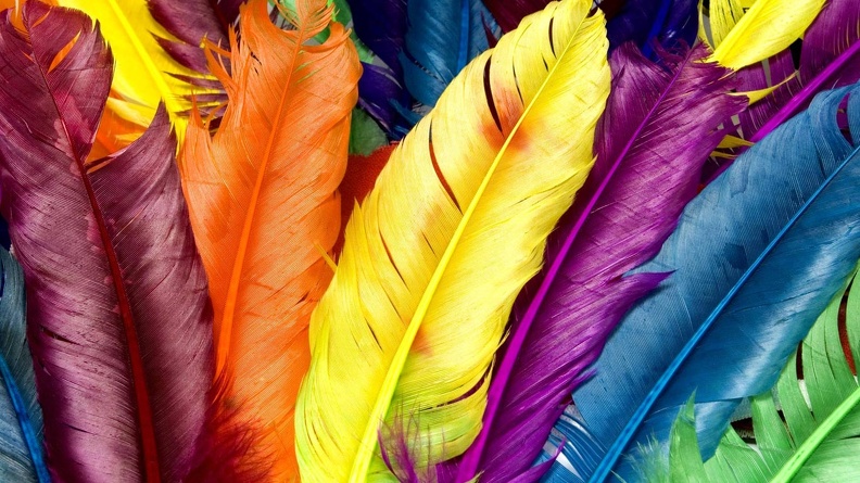 Colored_feathers_1366x768_hd_wallpapers.jpg