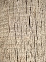 a-close-up-shot-of-a-palm-tree-trunk-pattern-hd w544 h725