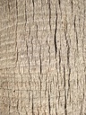 a-close-up-shot-of-a-palm-tree-trunk-pattern-hd w544 h725