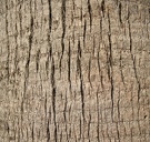a-close-up-shot-of-a-palm-tree-trunk-texture w725 h683