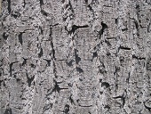 bark-cortex-texture w725 h544