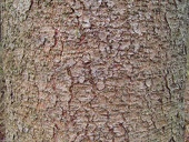 pine-tree-bark-texture w725 h544