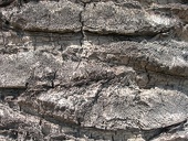 old-grey-palm-tree-trunk-closeup-pattern w725 h544