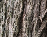 walnut-tree-bark w725 h580