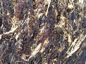 dried-seaweed w725 h544