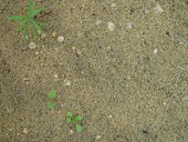 sand-and-weeds-for-use-as-texture w725 h544