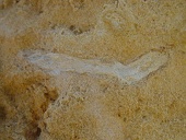 fossil-twig w725 h544