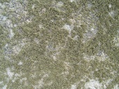 granite-mossy-lichen w725 h544