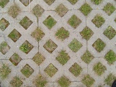 grass-paver-paving w725 h544
