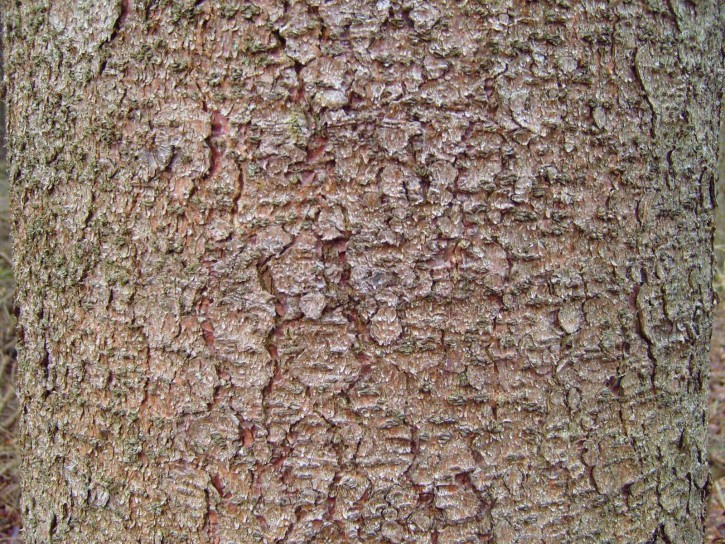 pine-tree-bark-texture_w725_h544.jpg