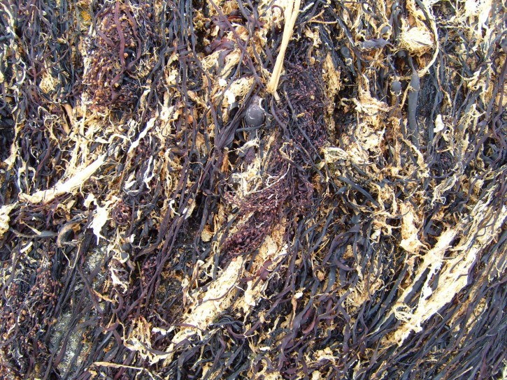 dried-seaweed_w725_h544.jpg