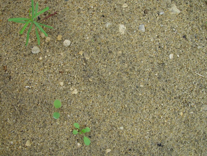 sand-and-weeds-for-use-as-texture_w725_h544.jpg