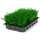 wheatgrass-tray-icon